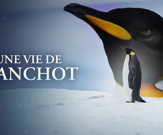 Replay Une vie de manchot