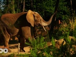 Replay Une saison au zoo - S14 E27