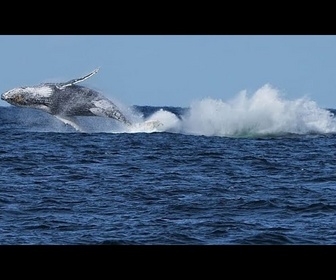 Replay Islande : premières baleines tuées depuis la reprise de la chasse commerciale