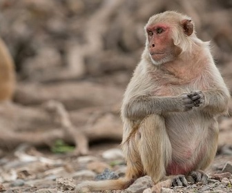 Replay Suivre les traditions - Les réseaux sociaux des animaux