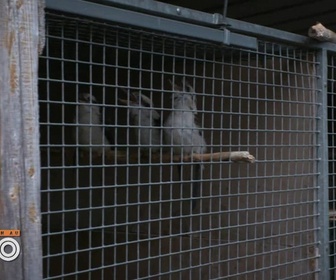 Replay Une saison au zoo - S12 E39
