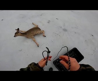 Replay Des centaines de chevreuils sauvés des lacs gelés de Sibérie