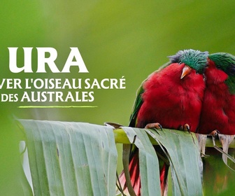 Replay Ura, sauver l'oiseau sacré des australes