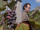 Replay ARTE Regards - Un vin controversé : l'Uhudler en Autriche