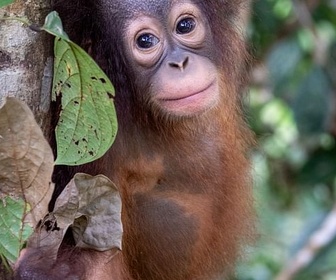Replay Dans la jungle de Bornéo - Orangs-outans, nos cousins rouges de la forêt (1/2)