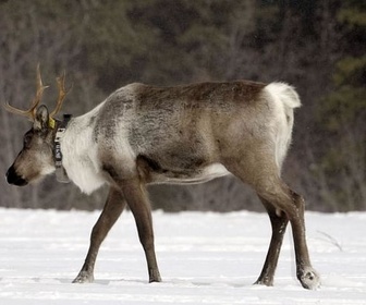 Replay Une maternité pour caribous - À la reconquête des Rocheuses