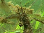 Replay Élément Terre, le reportage - Héros marins : hippocampes et herbiers en contre-attaque
