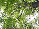 Replay S'allier à la forêt - Les promesses de la terre