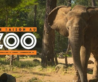Replay Une saison au zoo - S10 E34