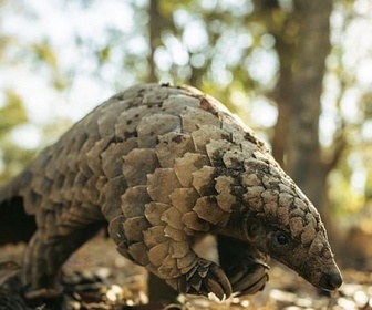 Replay Mission pangolin - Retour à la vie sauvage