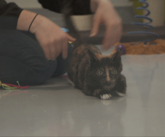 Replay Chiens et chats sans collier - Trouver un refuge
