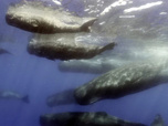 Replay Caméras espions au coeur des océans - De la suite dans les idées