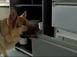 Replay Rex, chien flic - Oeil pour oeil