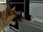 Replay Rex, chien flic