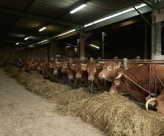Replay Agriculture : une crise protéiforme - Epizooties : une gestion disproportionnée ?