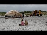 Replay La baleine à bosse Timmy hissée sur une île danoise