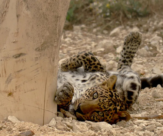 Replay La Tanière, le zoo-refuge de l'espoir - S02E03