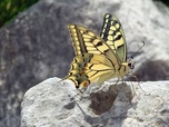 Replay Terroirs d'Europe - Les figues du mont Tomorr en Albanie