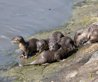 Replay Des loutres dans la ville - 25/03/2026