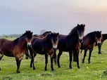 Replay Aux sources de la nature - Natura Europa
