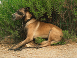 Replay Chiens et chats sans collier - D'une patte a l'autre, histoires de refuge