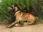 Replay Chiens et chats sans collier