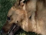 Replay Rex, chien flic - Entre la vie et la mort