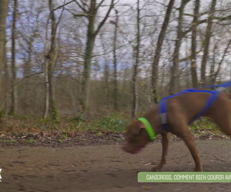 L'hebdo des animaux replay