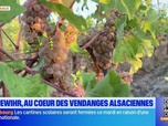 Replay Les longs formats des Locales - Le vin alsacien, des vendanges au verre