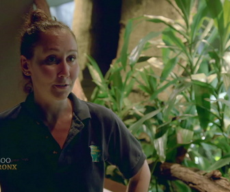 Replay Au cœur du zoo de New York - S1E2 - La saison des amours