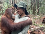 Replay Bornéo, l'école des orangs-outans - 360° Reportage