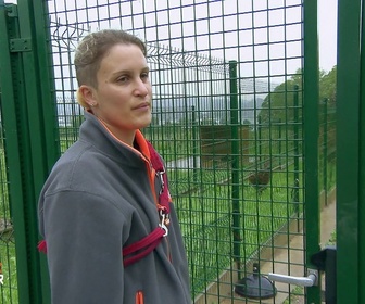 Replay Animaux à adopter - Schumacher et Prosper les craintifs, Aïko et Andy les chatons venus de Martinique