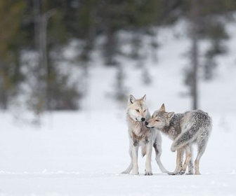 Replay Une année parmi les loups