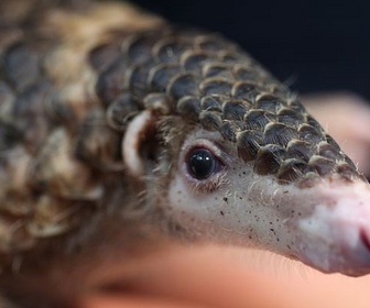 Replay Le Viêtnam au chevet des pangolins - GEO Reportage