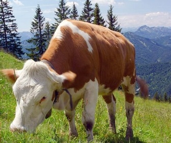 Replay Les Préalpes bavaroises, un sanctuaire pour la faune