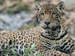 Replay La forêt des jaguars - Guyana