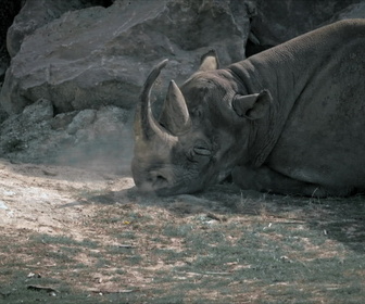 Replay Zoo: Le défi de demain - S3E1 - Le cratère des carnivores