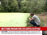 Replay BFM Première - La biodiversité d'un étang du nord menacée par la prolifération rapide de lentilles d'eau