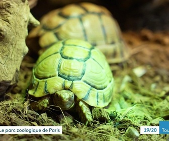 Replay Les dossiers d'ICI - Le parc zoologique de Paris