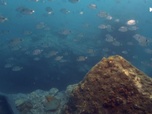 Replay Trésors sous les mers