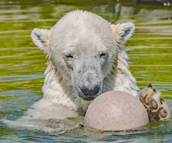 Replay Des zoos nouvelle génération - 27/07/2026