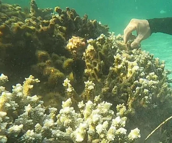 Replay C pas si loin - 12/01/2026