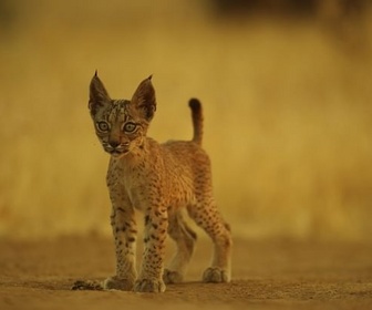 Replay Félins d'Europe : les revenants - Chats et chiens sauvages