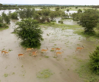 Replay Serengeti - 18/02/2026