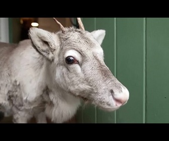 Replay Le renne Lars, élevé à la main au Royaume-Uni, rejoint le troupeau et se prépare pour Noël