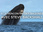 Replay A la rencontre des baleines avec Steve Backshall