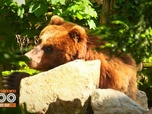 Replay Une saison au zoo - S14 E55