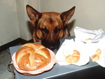 Replay Rex, chien flic - 29/07/2026