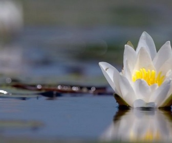 Replay Au fil de l'eau - Les secrets des fleurs sauvages