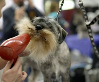 Replay Le doc Quotidien - Les Chiens : qui tient vraiment la laisse ? - Partie 1